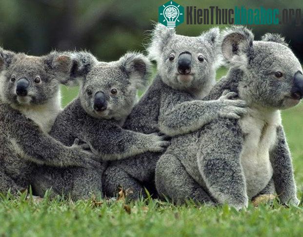 Những sự thật bất ngờ về loài gấu Koala