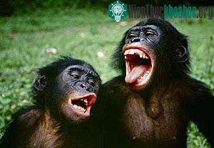 Tinh tinh lùn - bonobo. (Ảnh: janegoodall)