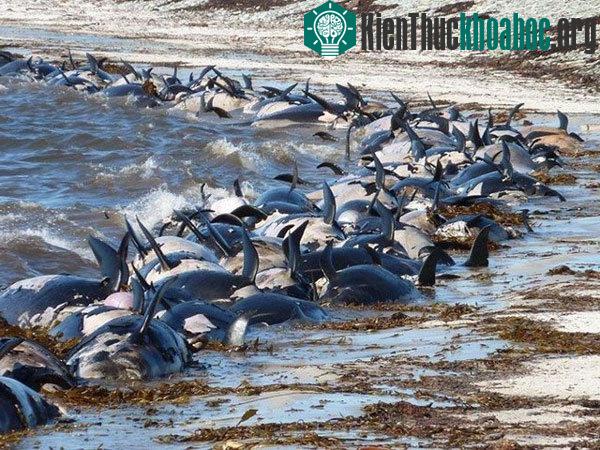 Hơn 400 con cá voi chết tập thể ở Falklands.