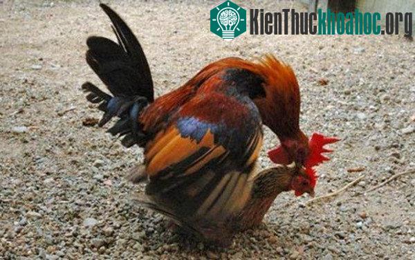 Những sự thật gây choáng về loài gà ít ai nghĩ đến