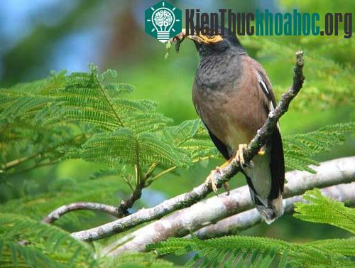 (Ảnh: anti-jagd-seite.de)