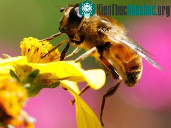 Những điều thú vị về các con vật