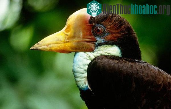 Chim tê điểu hay còn gọi là hồng hoàng mũ cát. (Ảnh: Science Photo Library).