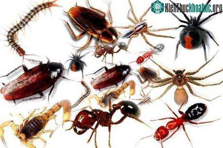 Thú vị thế giới côn trùng