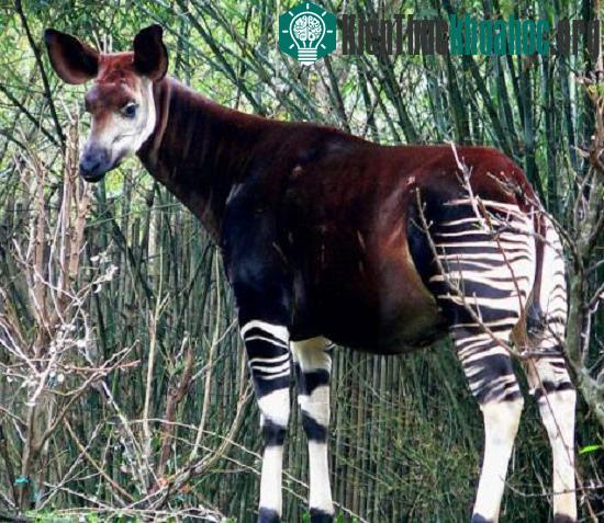 Loài Okapi ẩn hiện
