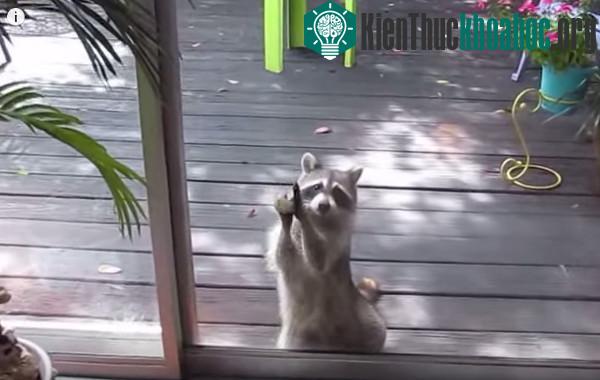 Chú gấu mèo dễ thương đang gõ cửa nhà dân xin ăn. (Ảnh chụp từ video).