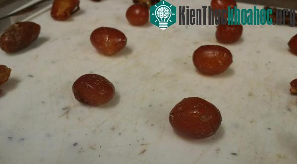 Màng trứng con rắn để lại trong chuồng. (Ảnh: AP).