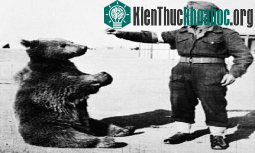 Gấu nâu Wojtek được các binh sĩ của đại đội pháo binh 22 thuộc sư đoàn II Ba Lan nuôi dưỡng. (Ảnh: Bảo tàng chiến tranh Imperial).