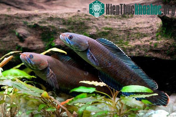 Loài cá biết đi bộ trên cạn ở Himalaya. (Ảnh: WWF).
