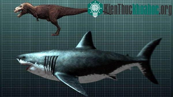 Megalodon có chiều dài tối đa lên đến 18 mét, gần gấp đôi một con khủng long cổ đại.