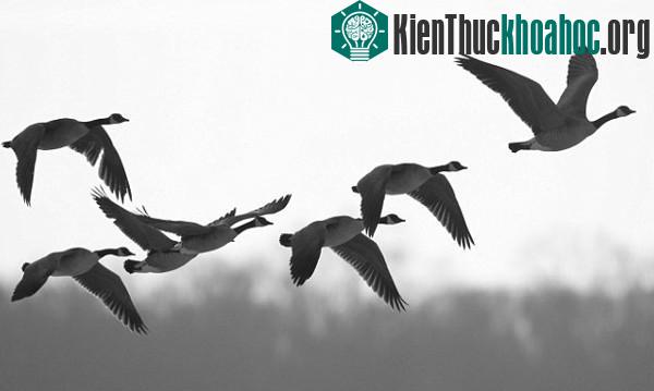 Những đàn chim lớn như ngỗng Canada tạo nguy cơ va chạm lớn cho máy bay. (Ảnh: Alamy).