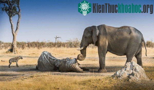 Một chú voi dùng vòi ôm lấy chiếc ngà của người bạn đã chết, đứng đó hàng giờ liền để canh không cho linh cẩu đến gần.
