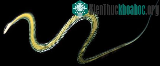 Một con rắn bay trong thử nghiệm của Jake Socha. (Ảnh: Đại học Virginia).