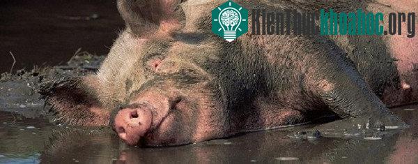 Những hiểu lầm về loài heo mà mọi người mắc phải