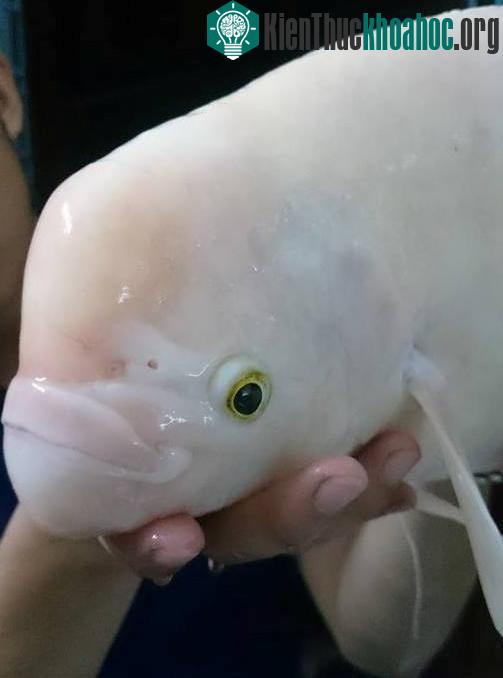 Con “quái ngư” nặng 3kg câu được ở Hồ Tây, toàn thân màu trắng, đầu giống cá heo.