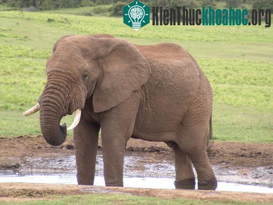 Khám phá bí ẩn về thế giới động vật ảnh 0