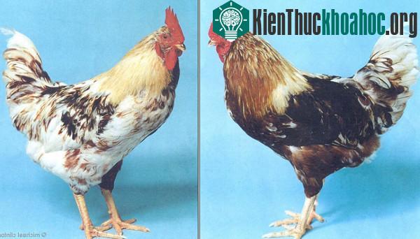 Nửa trái và nửa phải của con gà lưỡng tính. (Ảnh: Michael Clinton).