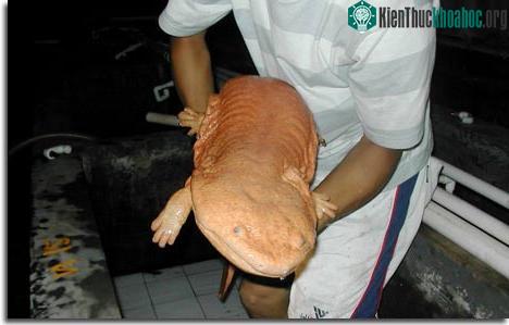 Những sinh vật kỳ lạ nhất thế giới ngày càng trở nên khác thường ảnh 0