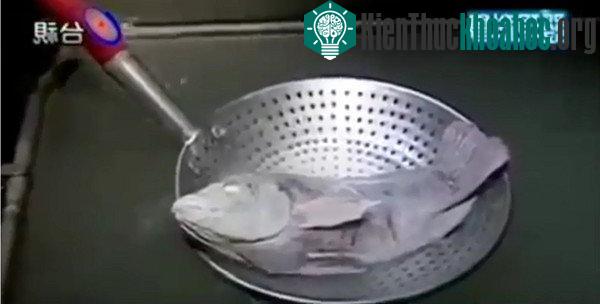 Chú cá bị đông cứng ngay lập tức sau khi được thả vào thùng chất lạnh ở nhiệt độ âm 32 độ C.