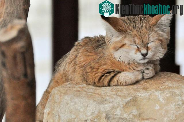 Khám phá thú vị về loài mèo duy nhất có thể sống trên sa mạc