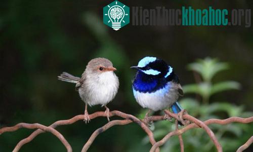 Một cặp chim hồng tước. (Ảnh: Ben Twist/Fotolia.)
