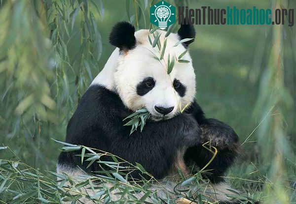 Gấu trúc lớn là loài động vật rất lười
