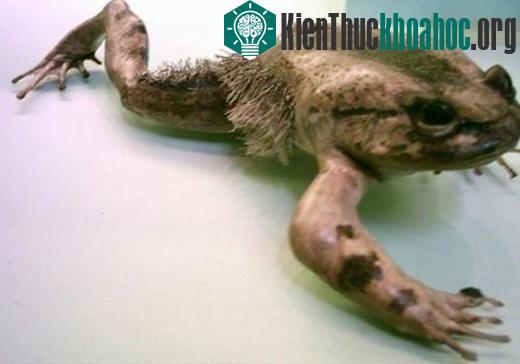 Những điều đáng sợ bạn chưa biết về thế giới tự nhiên