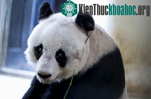 Gấu trúc Jia Jia trong môi trường nuôi nhốt ở công viên Ocean hôm 9/7. (Ảnh: Reuters)