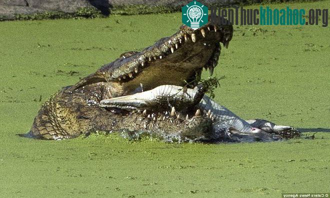 Nhiếp ảnh gia Tanja Merensky-Hartinger, 32 tuổi, đã chụp những bức ảnh về con cá sấu khát máu trong Công viên quốc gia Kruger ở Nam Phi vào giữa tháng 6. Tanja cho biết "rất kinh ngạc khi chứn...