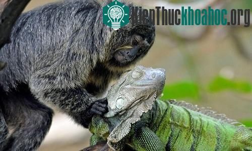 Khỉ đuôi sóc mát xa cho kỳ nhông