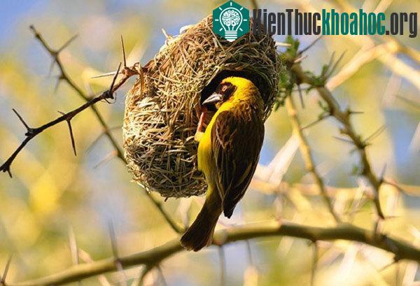 Để thu hút bạn tình, chim thợ dệt mình vàng thường xây từ 3 đến 5 chiếc tổ trong mùa ghép đôi. Mỗi tổ cần tới 15 tiếng để xây xong. (Ảnh: Shutterstock/Karel Gallas.)