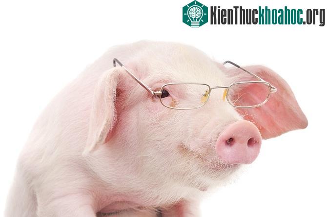 Lợn thông minh hơn chó và tinh tinh?
