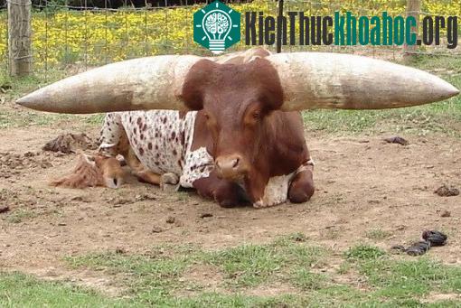 Bò Watusi (hay còn gọi là bò Ankole sừng dài - Ankole-Watusi Cow) sở hữu cặp sừng ấn tượng hơn cả những con linh dương hoang dã, được dùng để phòng thủ, đồng thời cũng giúp chúng bình tĩnh hơn. Giố...