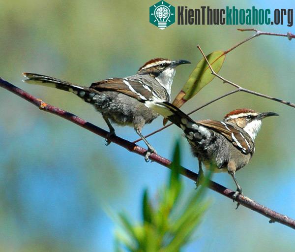 Chim Khướu Úc có thể sắp xếp âm thanh để truyền thông điệp như con người