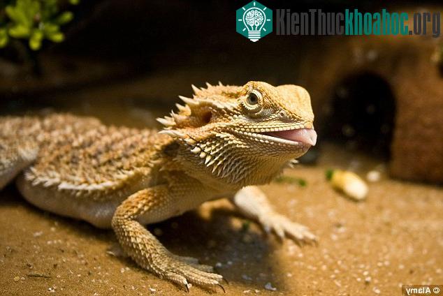 Nhiệt độ Trái Đất tăng cao làm cho loài thằn lằn thay đổi giới tính