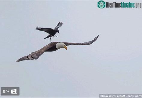 Chuyện lạ có thật, quạ đen liều mạng nghỉ chân trên lưng đại bàng hói đang săn mồi
