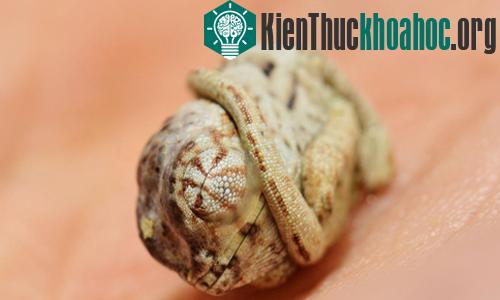 Con tắc kè hoa da báo sơ sinh vẫn cuộn tròn dù đã nở. (Ảnh: NG)