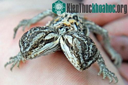 Cận cảnh một trong bốn con thằn lằn hai đầu siêu hiếm trên thế giới.
