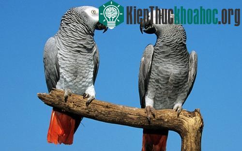 Bộ não vẹt có cấu trúc khác biệt so với não của các loài chim khác. (Ảnh: Alamy)