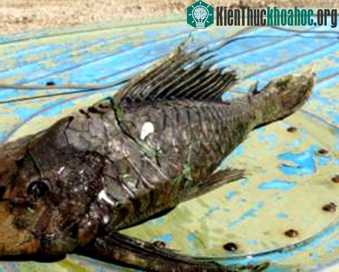 Bắt được cá quái vật đầu bò sát, vảy hóa thạch bí ẩn