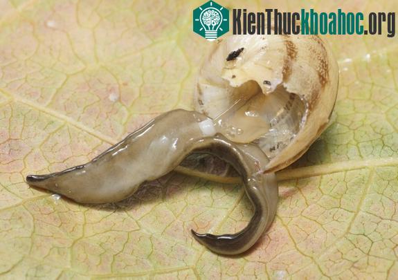 Loài sinh vật lạ dùng miệng ở giữa bụng tiêu thụ những con ốc sên