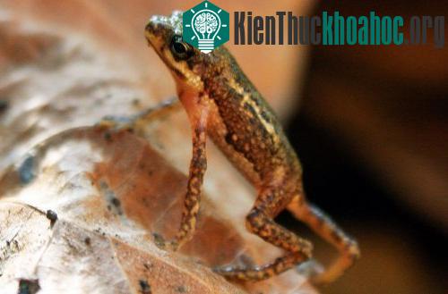 Cóc nhỏ Palawan (tên khoa học: Pelophryne albotaeniata), một loài lưỡng cư chỉ có thể được tìm thấy ở Palawan, Philippines. (Ảnh: Centre for Sustainability)