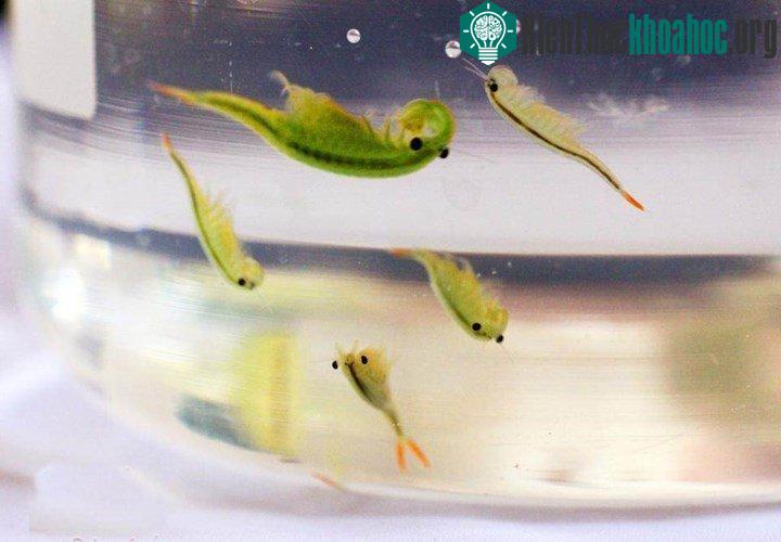 Các nhà côn trùng học ở Thành Đô, Trung Quốc đã tiến hành khảo sát ở vùng ngoại ô Thiên Bành Trấn và phát hiện ra hai loài động vật thời cổ đại, có niên đại từ thời khủng long là cua móng ngựa và t...