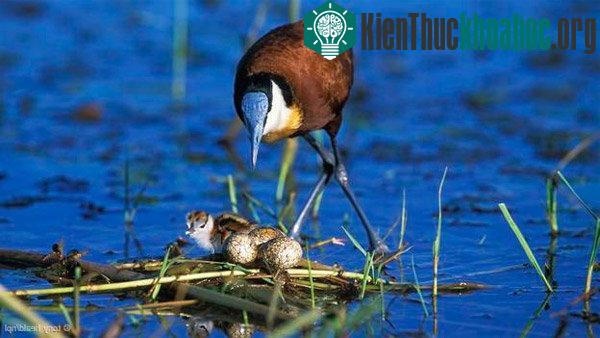 Những chiếc tổ mỏng manh của gà lôi nước châu Phi thường được xây ngay trên mặt nước. Khi chim mẹ đứng lên tổ để ấp trứng, toàn bộ tổ đều chìm nhưng may mắn thay, vỏ trứng không thấm nước là siêu n...