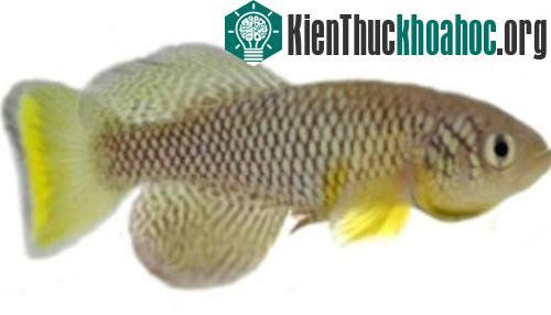 Cá killi được coi là một trong những sinh vật có xương có vòng đời ngắn nhất. (Ảnh: Ugau)