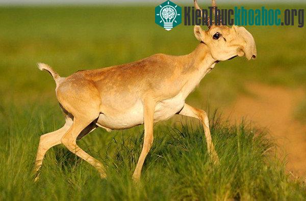 Bí ẩn khiến 85.000 cá thể linh dương Saiga chết hàng loạt
