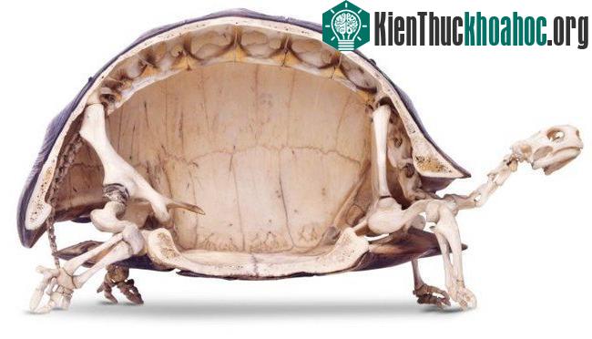 Không giống các loài động vật có vỏ khác, rùa không thể tự lột mai ra bởi mai rùa là một phần của cấu trúc xương.