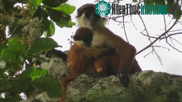 Tìm thấy loài khỉ tưởng đã tuyệt chủng - khỉ đỏ Bouvier colobus. (Ảnh: Lieven Devreese)