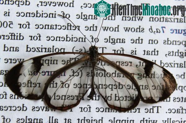 Đôi cánh của loài bướm Greta Oto trong suốt tới mức đọc được chữ xuyên qua