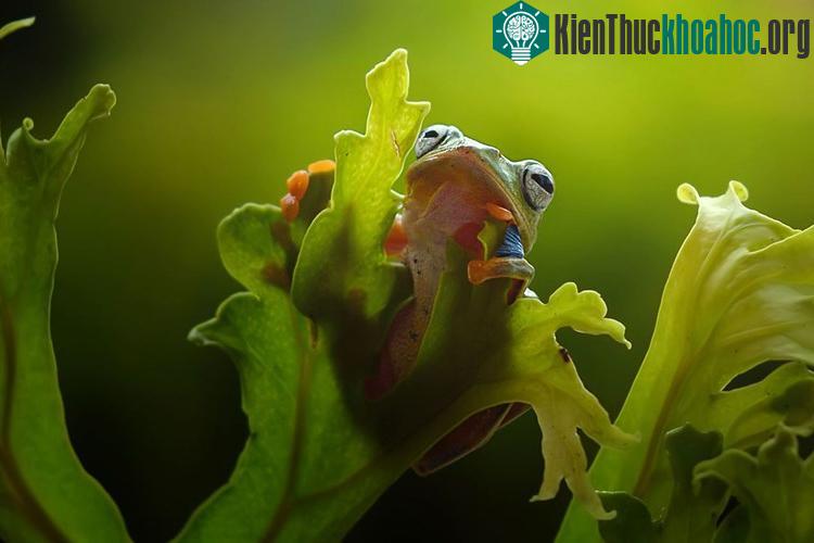 Chú ếch ranh mãnh đang nghỉ ngơi trên cây thì phát hiện ốc sên đang bò bên dưới. Chú ta lập tức tính mưu bắt ốc sên cõng mình qua hồ.